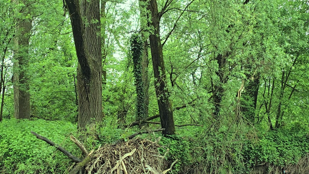 Beautiful forest by the river / beautiful natural landscape