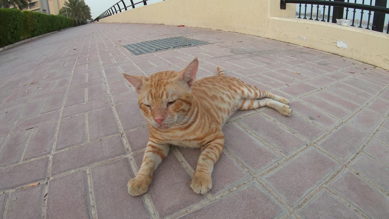 CHRIS MARTIN & MICHAEL JACKSON - Homeless cats in Ras Al Khaimah, UAE #ChrisMartin #MichaelJackson