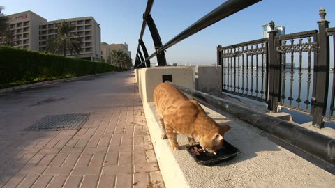 CHRIS MARTIN - Homeless cat in Ras Al Khaimah, UAE #cat #cats #ChrisMartin #emirates #ae #UAE #food