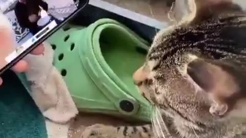 This cat is dancing When his owners start playing music