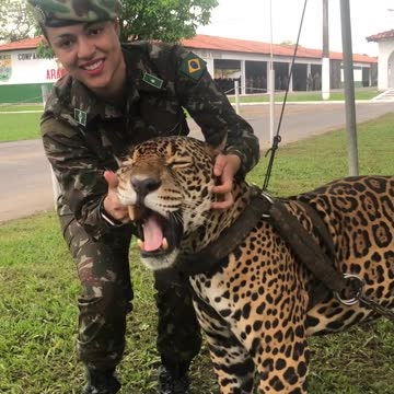 playing with the jaguar