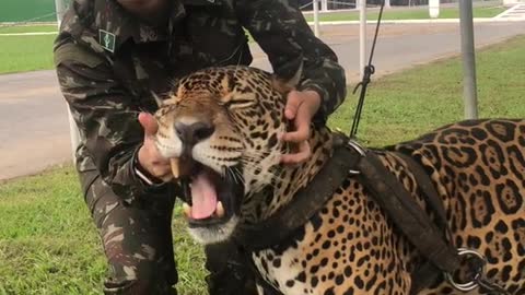 playing with the jaguar