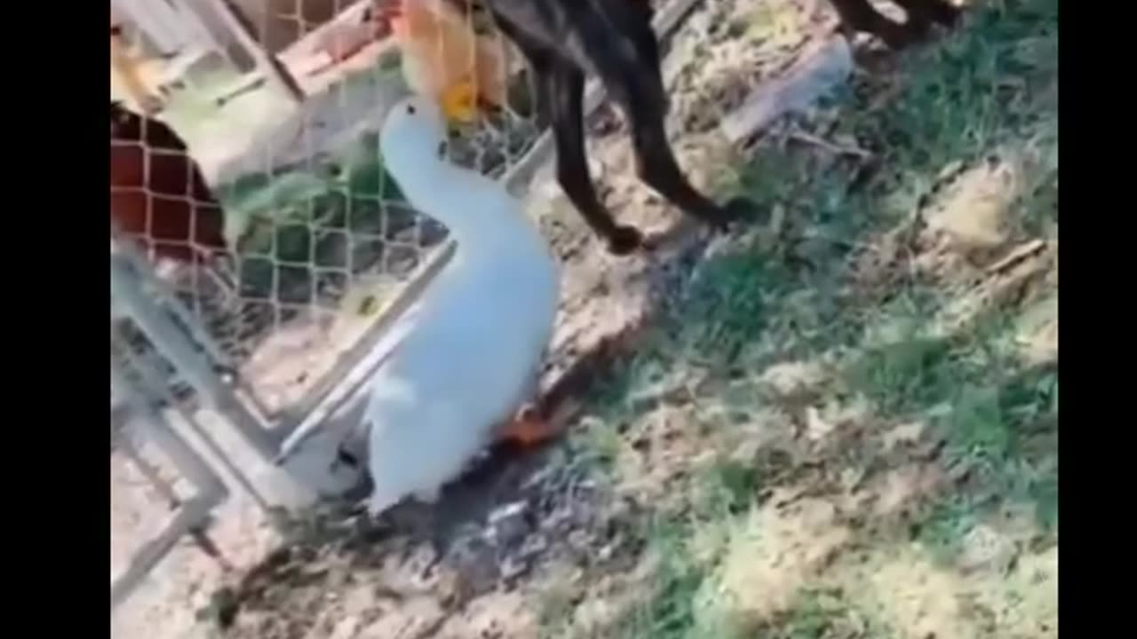 Funny animals video