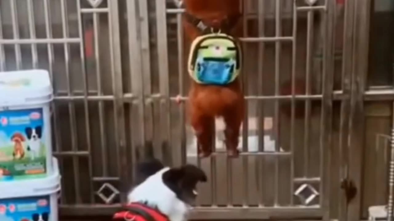 Funny dog 🐕