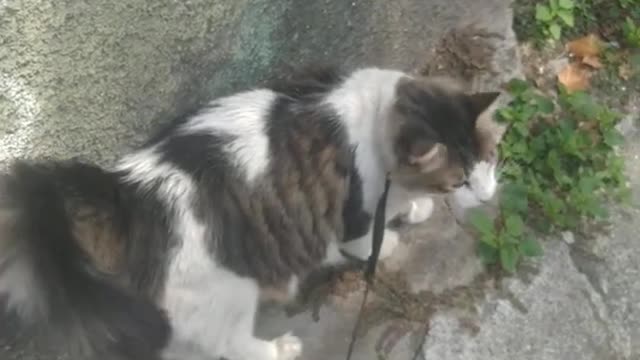 Gato passeando na coleira