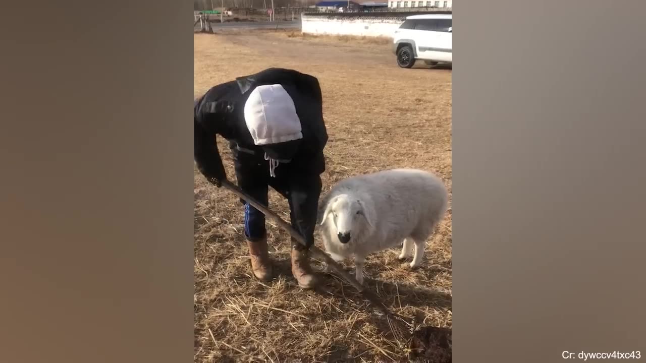 Funniest Babies And Animals Compilation || Just Laugh