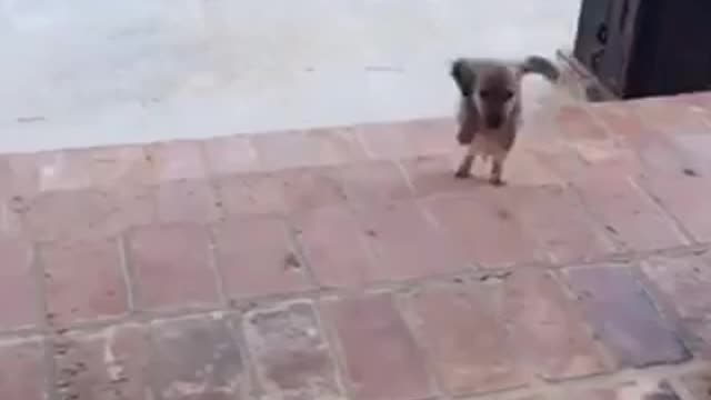 Little puppy dancing break my stride 🐶😂