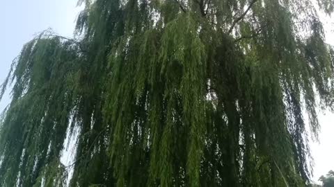 This is a willow tree.