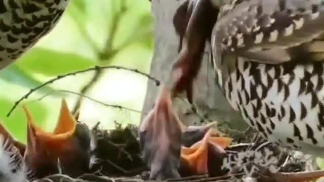 Birds child eating