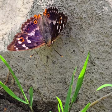 Butterfly in flight in slow motion #butterfly #slow motion #beautiful