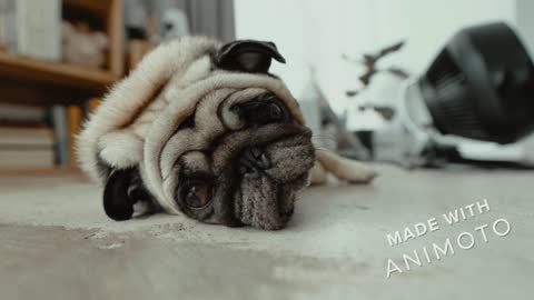 Thinking Pug