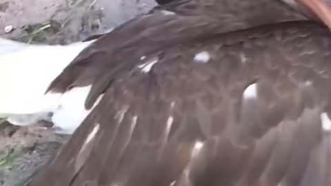 Bird electric