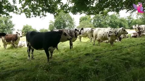 COWS MOOING AND GRAZING IN A FIELD