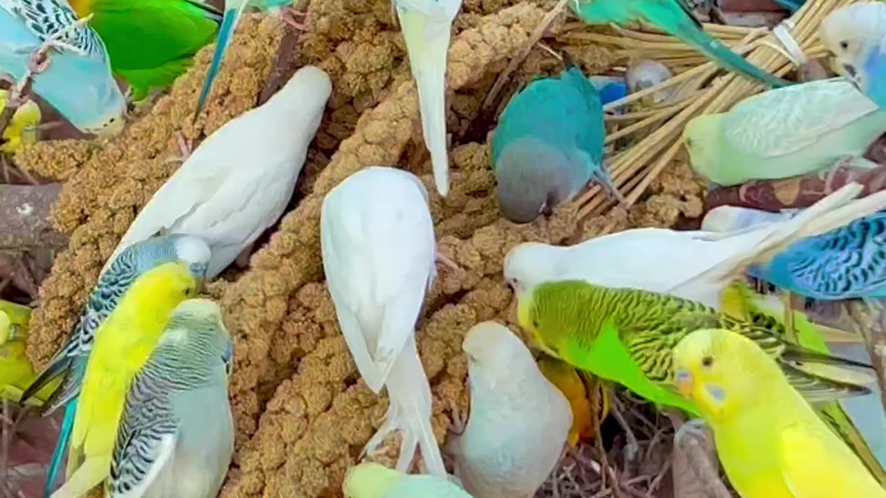 AMAZING Birds - Budgies and Love Birds #birds #bird #nature #animals #pets #birdsounds