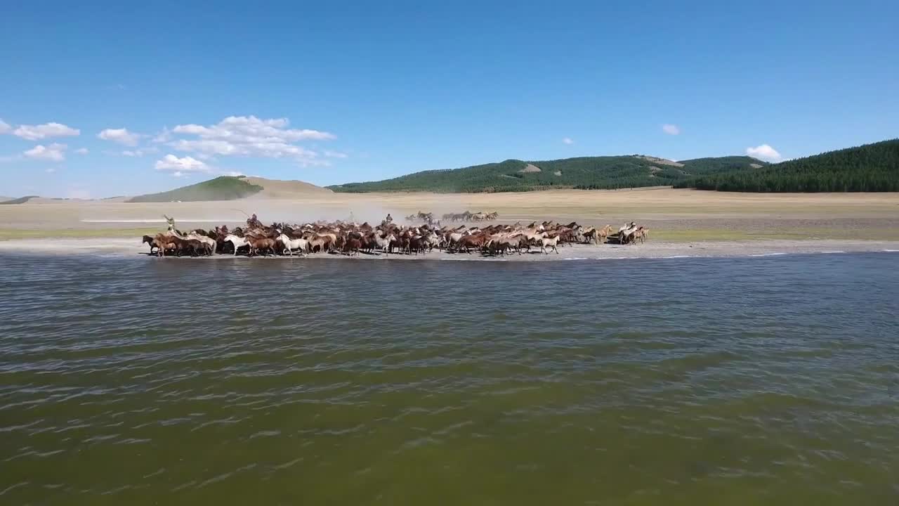 Aerial drone shot epic herd of horse galloping next to a lake in mongolia