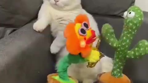 Cat funny video