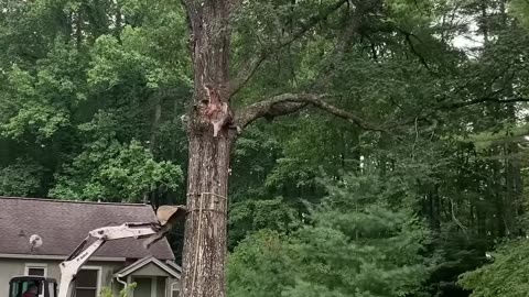 Look at the enormous size of this giant oak tree.