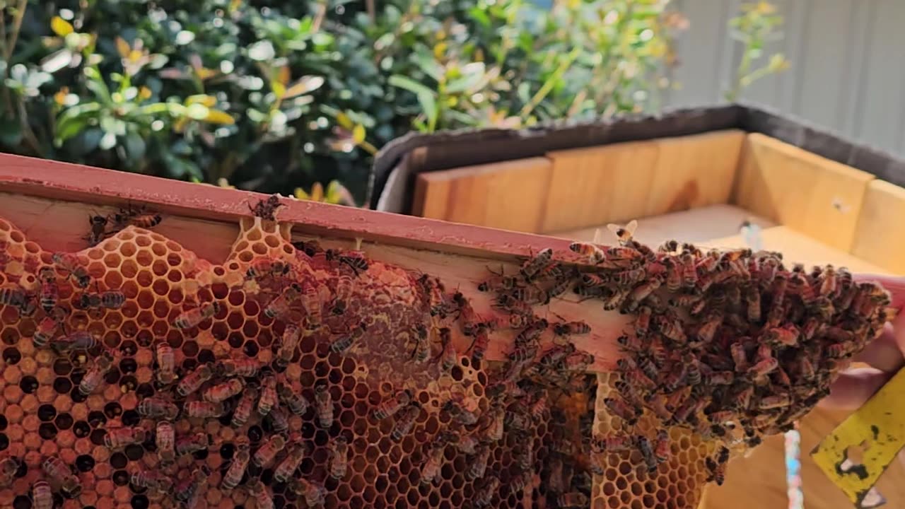 Honey Bees making Natural Honey Comb Bees Hatching