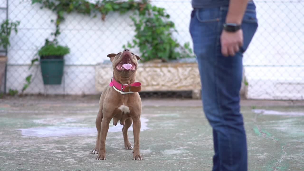 Loving Pit Bull (Short) #011