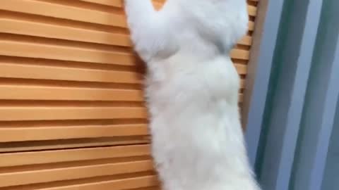 This kitten wants to challenge this wall