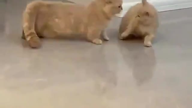 Cats doing fun with each other