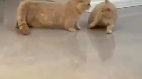 Cats doing fun with each other