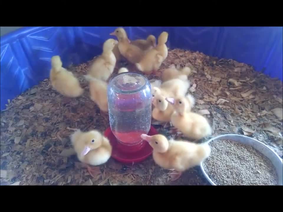 Ducklings in a kiddy pool