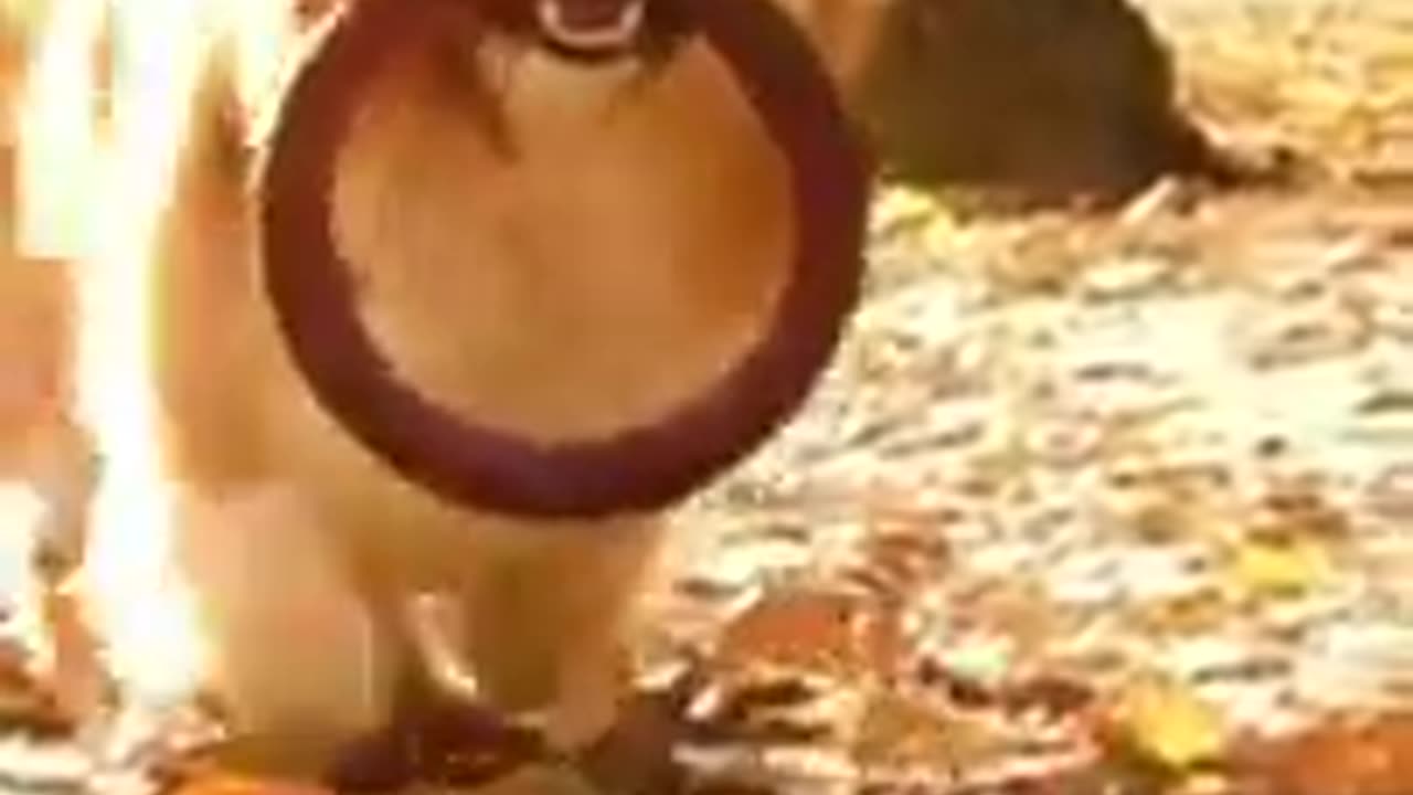 Cute&dog fanny video