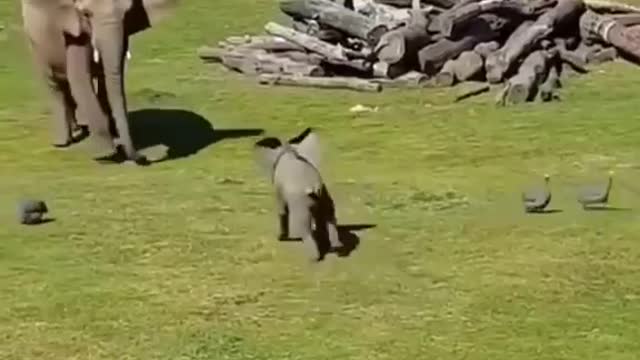 The baby elephant chased the duck. fell down.