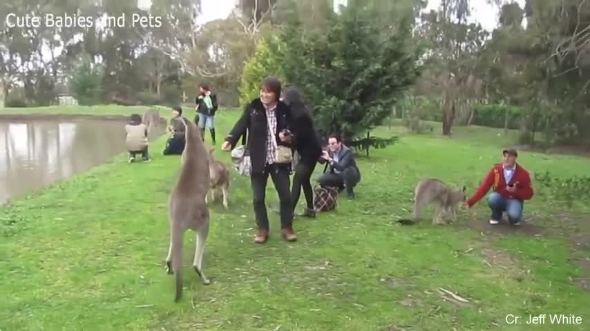 Watch Adorable Animals Chase and Scare People | Funny
