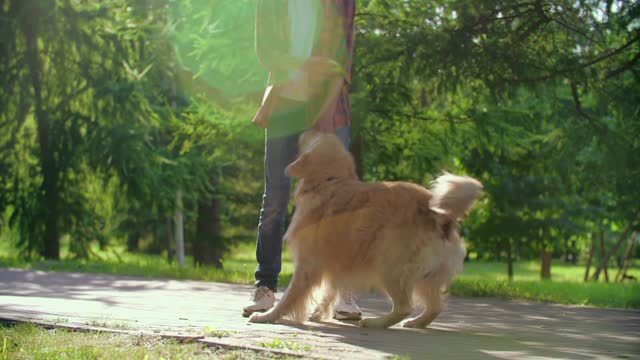 Handsome guy playing with the dog with a ball