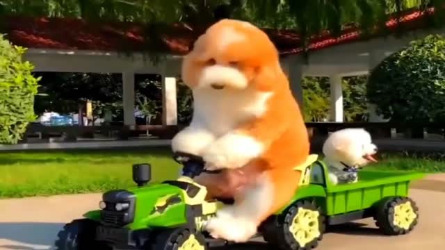 Baby dog ​​|| How do dogs drive cars || Raj RJ