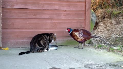 cat and swan