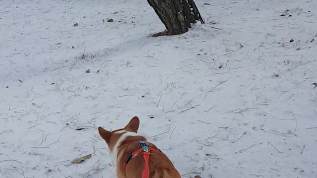 a corgi walk