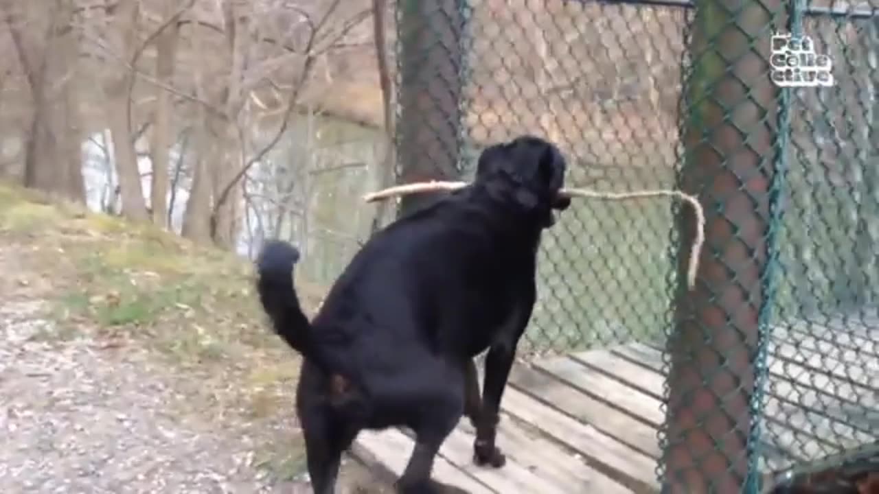 Funny animals - Funny cats and dogs - Funny animal videos 2023🤣