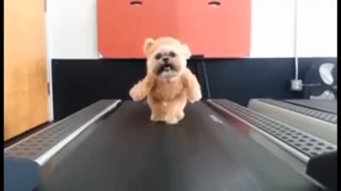 Puppy Workout Video