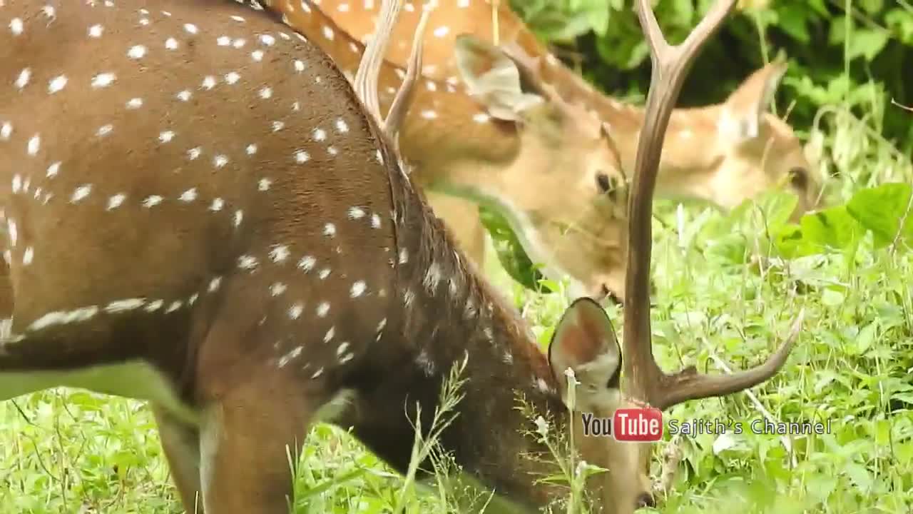 Beautiful Herd of Spotted Deer