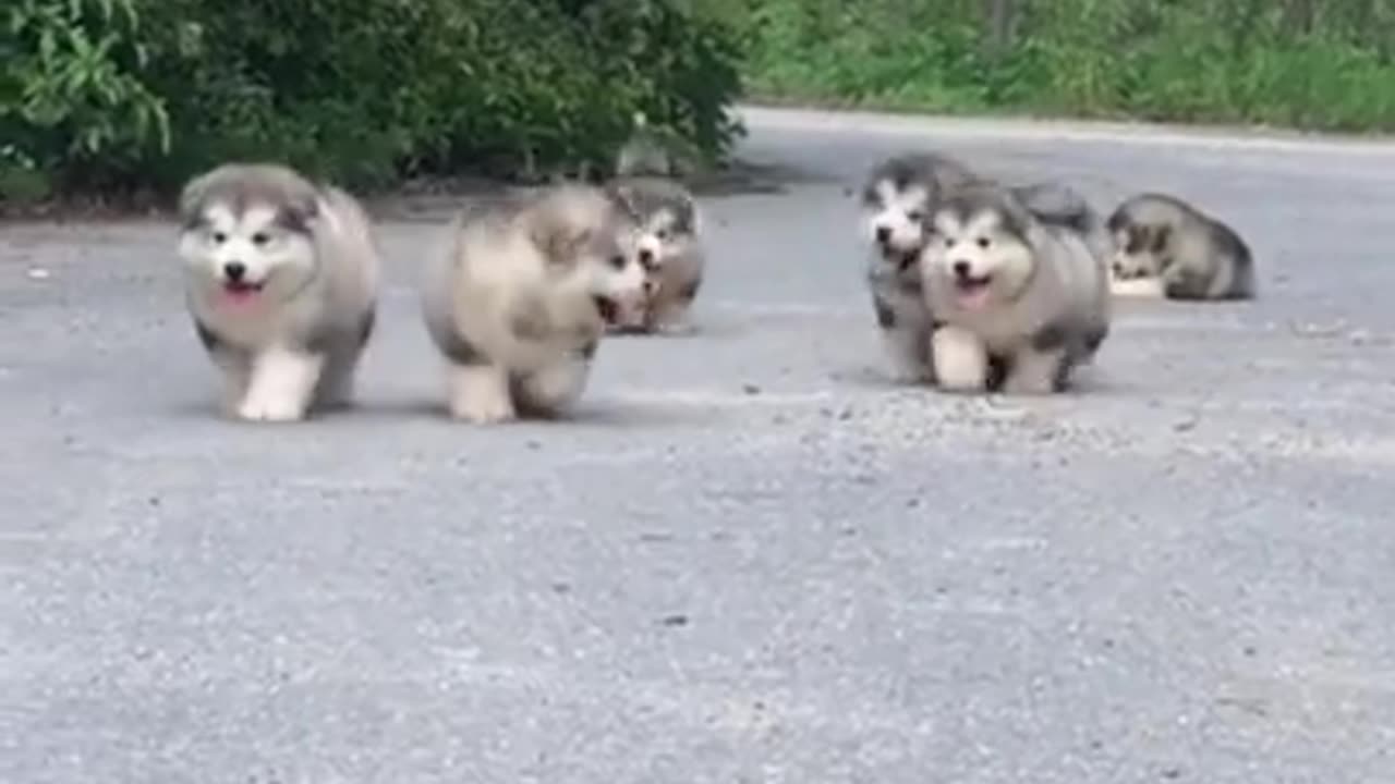 Alaskan Malamute Puppies!!!