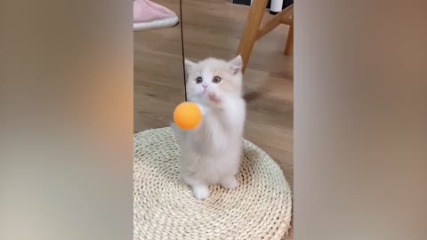 A cat playing with a ball