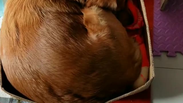 Can you count how many dogs there are?