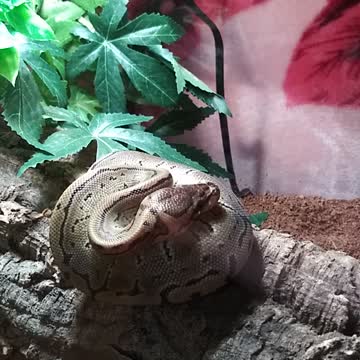 Kush the baby Ball Python