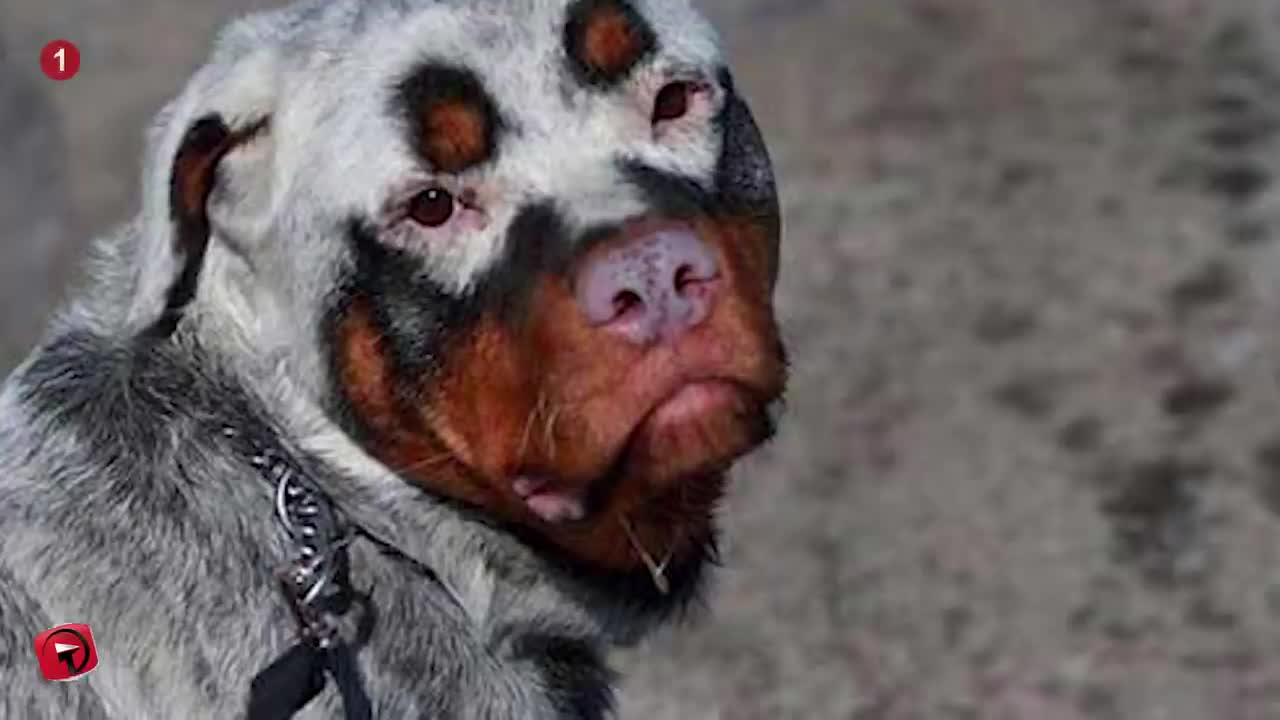 31 Unique Dogs With Unbelievable Fur Markings