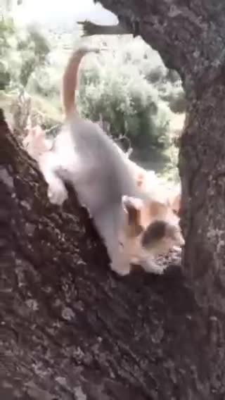 Cat 🐈cat🐈 chat 🐈chat🐈