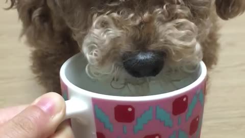 The poodle is drinking water.