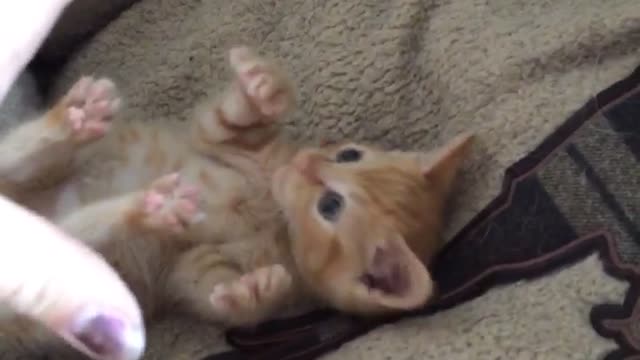 Orange kitten lying on back has tummy scratched