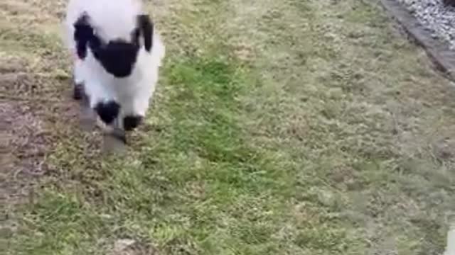 Little goat playing