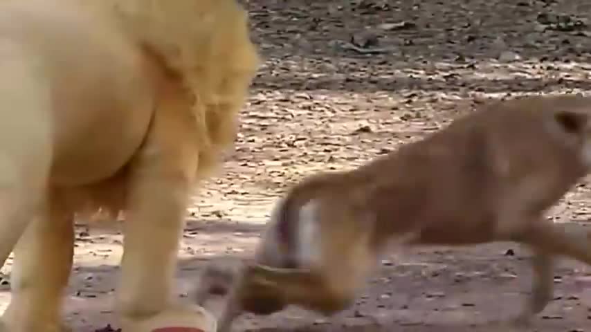 Haahahhahaa....Troll Prank Dog Funny & fake Lion and Fake Tiger Prank To dog & Huge Box Prank to dog