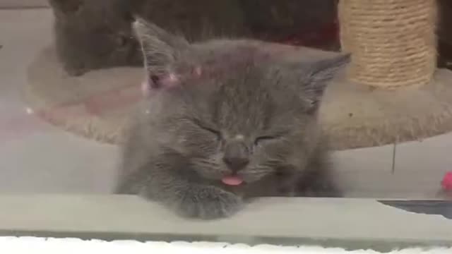 Sleeping cat with tongue out