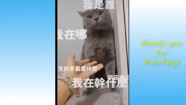 Awesome Funny Cat and Dog Compilation