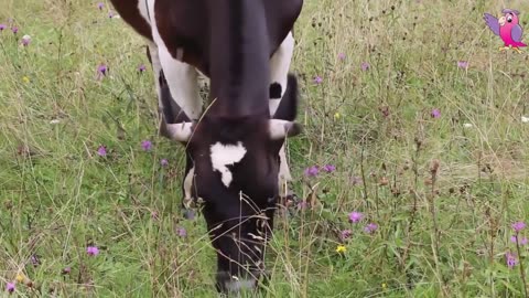 Cows Grazing and Mooing